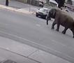 Видео: Слоница избега од циркус и се прошета низ град во САД
