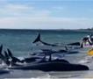Видео: На западот на Австралија 160 насукани, а 26 угинати китови