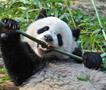 Панди нападнаа чуварка во зоолошка, посетителите врескаат во паника (ВИДЕО)