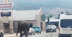 Паника во град во Монтана: Слон трча по улиците, сите багаат (ВИДЕО)