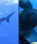 Ужасна снимка од напад на ајкула- се слушаат и врисоци под вода (ВИДЕО)