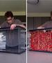 Јадел јагоди додека не го испразнил аквариумот, снимката има 226,4 милиони прегледи (ВИДЕО) 